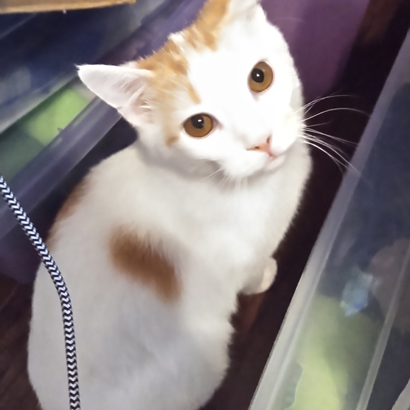 @thecatshack is live! Pop in and say Hi! - Picture 3 of 11